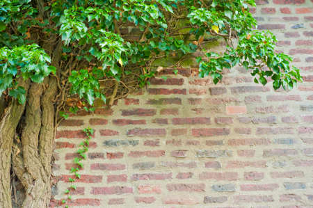 Natural frame of ivy growing on the old brick wallの写真素材