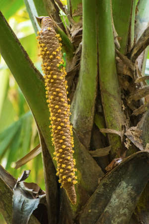 Male bloom (palm has male and female blooms) of a famous endemic coconuts of Seychellesの写真素材
