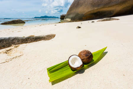 Coconut on the coconut palm leaf seen on Anse Source d'Argent beach, La Digue Island, Seychelles