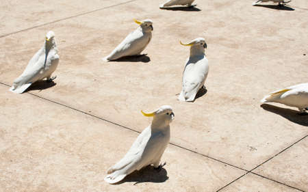 Many wild cockatoos are being fed by tourists. Seen in Dandenong Ranges national park, Victoria - Australiaの写真素材