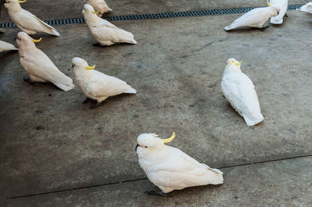 Many wild cockatoos are being fed by tourists. Seen in Dandenong Ranges national park, Victoria - Australiaの写真素材