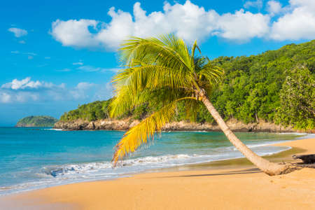 Lonely coconut palm tree on a Pearl beach near village of Deshaies, Guadeloupe, Caribbeanの写真素材