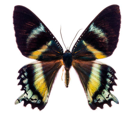 Alcides orontes is a large Uraniidae butterfly living in Indonesia. Isolated on whiteの写真素材