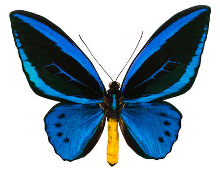 Ornithoptera urvillianus is a rare blue butterfly endemic to Solomon Islands and Papua New Guinea. Isolated on whiteの写真素材