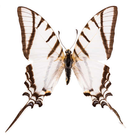 Protesilaus protesilaus butterfly from Mexico isolated on a white backgroundの写真素材