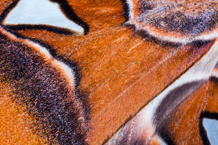 Detailed macro photo of a wing of Attacus Atlas, largest butterfly on the Earth when looked at wing area. This moth lives naturally in South East Asia. の写真素材