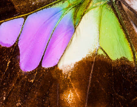 Detailed macro of a wing of Purple spotted swallowtail (Graphium weiskei), swallowtail butterfly living in the mountains of New Guinea. Isolated on whiteの写真素材