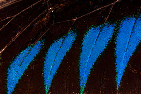 Detailed macro photo of a shiny blue tropical birdwing butterfly (orinthoptera urvillianus) wing