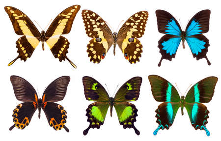 Set of six tropical vivid Papilio swallowtail butterflies - Papilio demodocus, Papilio thoas, Papilio neumoegeni, Papilio Blumei, Papilio rumanzovia and Papilio ulysses. Isolated on whiteの写真素材