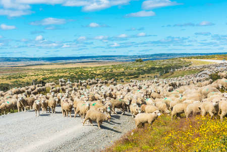Herd of merino sheep on the road to farm in Tierra del Fuego, Argentinaの写真素材