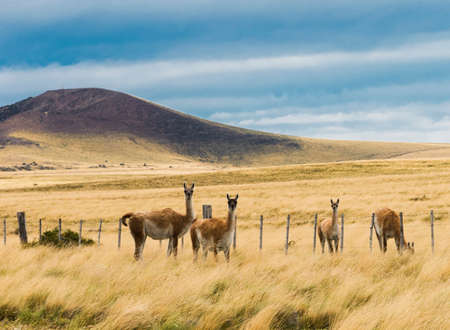 Four curious guanaco lamas (Lama guanicoe) in the endless grass pampas of Argentinaの写真素材