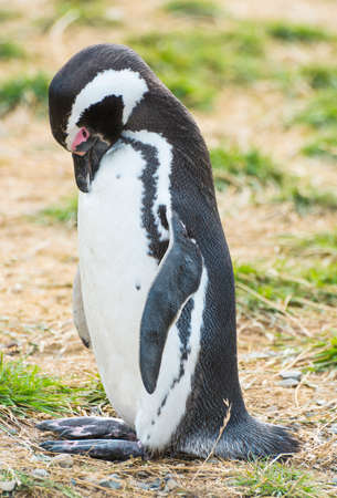Standing Magellanic penguin (Spheniscus Magellanicus) seen a coast of Magdalena island, Chileの写真素材