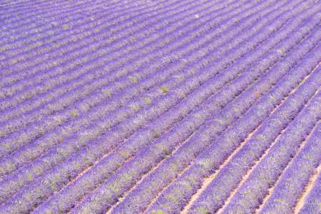 Detail of a beautiful lavender filed in Provence, Franceの写真素材