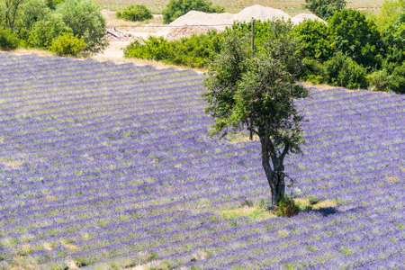 Beautiful lavender filed in Provence with a lonely treeの写真素材