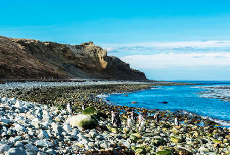 Many wild Magellanic penguins (Spheniscus Magellanicus) walking on a coast of Magdalena island, Chileの写真素材