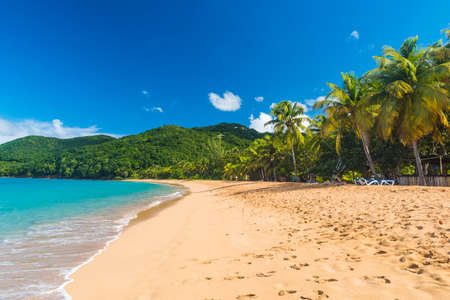 Coconut palm trees on a Pearl beach near village of Deshaies, Guadeloupe, Caribbeanの写真素材