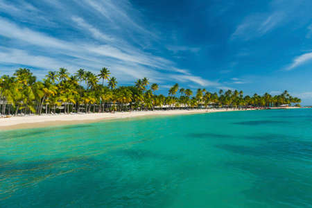 Coconut palm trees on the Caravelle beach in Sainte Anne, Guadeloupe, Caribbeanの写真素材
