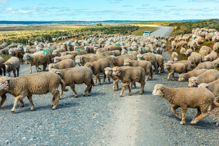 Herd of merino sheep on the road to farm in Tierra del Fuego, Argentinaの写真素材