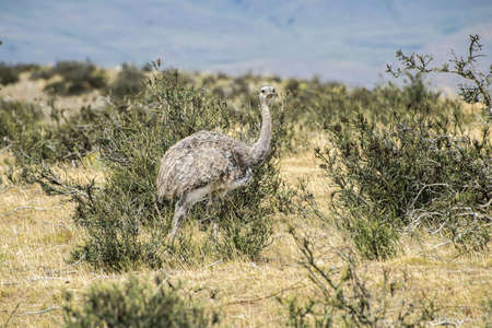 Greater rhea (Rhea americana) or nandu is a ostrich like flightless bird living in Southamerican pampas. Torres del Paine national park, Chileの写真素材