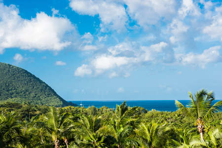 Green coconut palm forest and hill in Caribbean sea in Guadeloupe