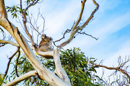 Beautiful koala bear (Phascolarctos cinereus) sitting on the gum tree branch in Victoria, Australiaの写真素材