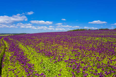 Blooming flowers of purple poppy (Papaver somniferum) field on a hillの写真素材