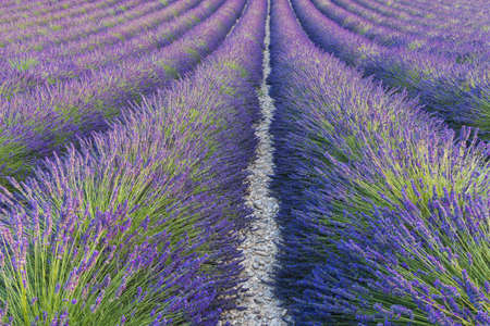 Detail of a beautiful lavender filed in Provence, Franceの写真素材