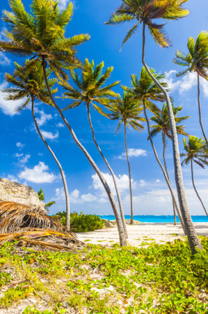 Bottom Bay is one of the most beautiful beaches on the Caribbean island of Barbados. It is a tropical paradise with palms hanging over turquoise seaの写真素材