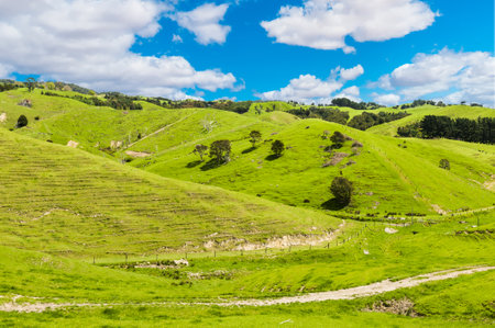 Beautiful green hills covered by grass and with many sheep on the pasture