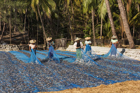 NGAPALI, MYANMAR - FEBRUARY 2, 2016: Women standing on the beach in the Myanmar and drying fish in the sun. Fish were brought by fishermen in the morningのeditorial素材