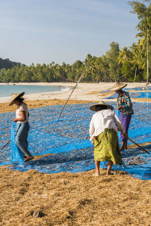NGAPALI, MYANMAR - FEBRUARY 2, 2016: Women standing on the beach in the Myanmar and drying fish in the sun. Fish were brought by fishermen in the morningのeditorial素材