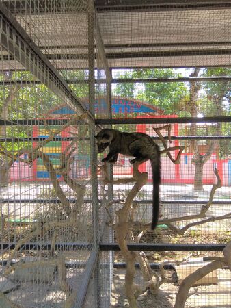 wild animal photo of the weasel or civet cat in a cage in the zoo