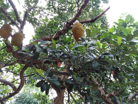 natural photo of the jackfruit and green leaves. jackfruit in the garden. green leaves in the...