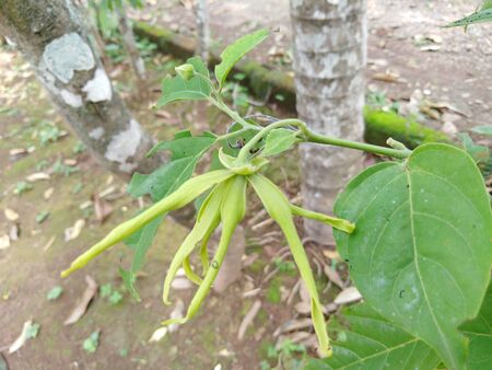 natural photo of the green flowers and green leaves. green flowers in the garden. green leaves in...