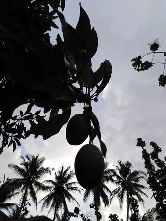 natural photo of the green leaves and mango fruit. green mango fruit in the garden or outdoorの写真素材