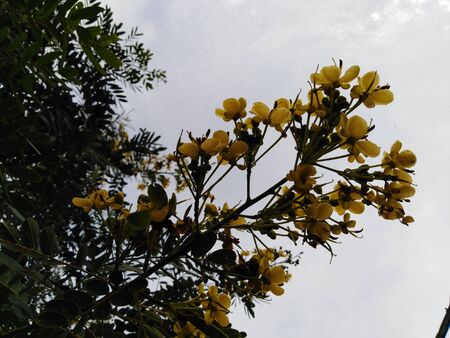 natural photo of the yellow flowers and green leaves.yellow flower and green leaf in the garden or...