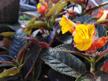 natural photo of the orange flowers and purple leaves. orange yellow flowers in the garden. purple leaves in the outdoorの写真素材