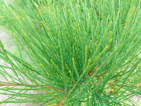 natural photo of the green leaves in the beach. natural background of the green plant in the garden...