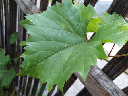 natural photo of the grape leaf in the gardenの写真素材