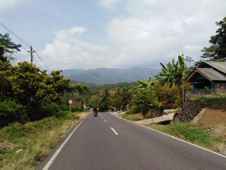 natural photo of the tree or plant with sky background in the road