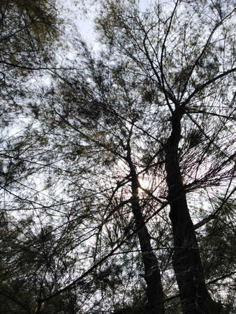 natural landscape of the spruce or pine tree