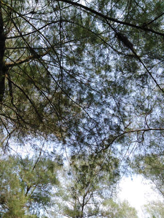 natural landscape of the spruce or pine tree
