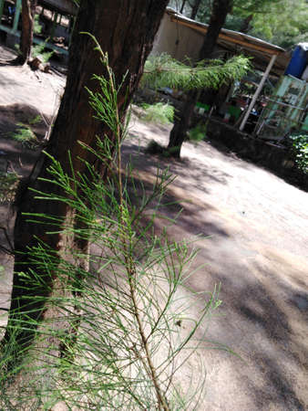 natural landscape of the spruce or pine tree trunk