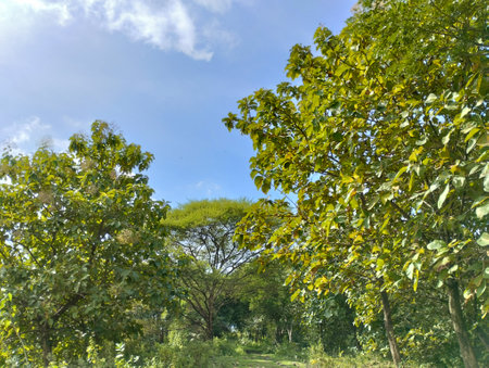 fresh green grash on the nature in the outdoor when summer