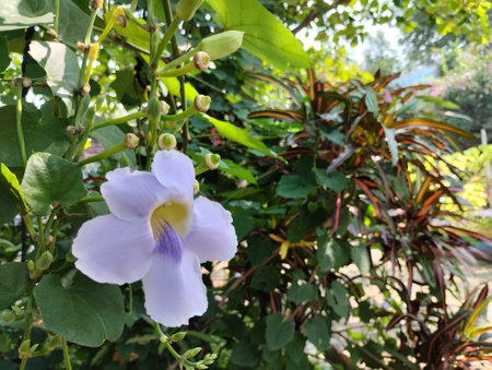 natural photo of the white flower and green leaves. white flower in the garden. green leaves in the outdoorの写真素材