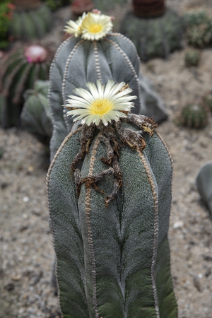 Cactus yellow flowerの写真素材