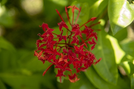 red flowerの写真素材