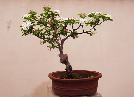 Bonsai; nice tree - landscape art の写真素材