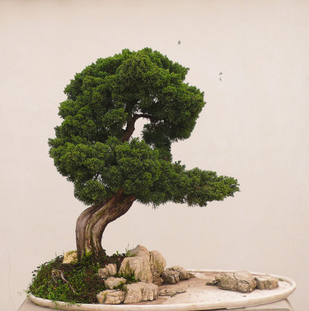 Bonsai; nice tree - landscape art の写真素材