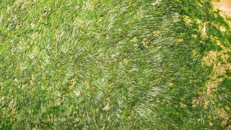 The footsteps of the sea - like the seaweed fresh water - Background の写真素材